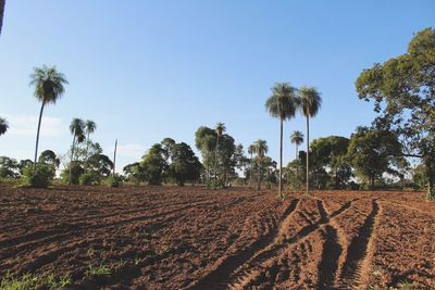 Scenic view of agricultural field against clear sky