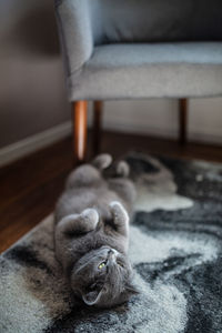 Close-up of a cat resting at home