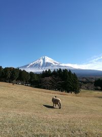 Cow grazing on field against clear blue sky