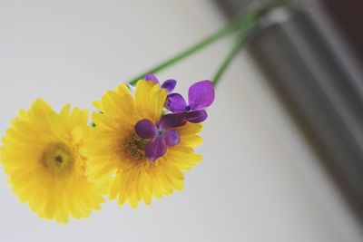 Close-up of yellow flower against white background