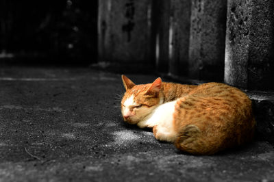 Ginger cat lying on cobblestone