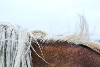 Midsection of horse standing against sky