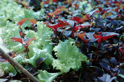 Close-up of plant