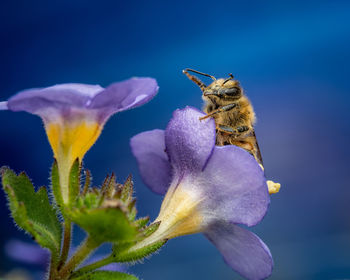 Close-up of bee pollinating flower