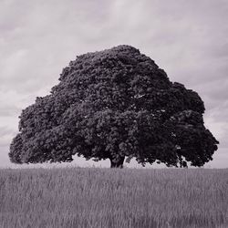 Scenic view of landscape against cloudy sky