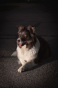 Portrait of dog sitting on floor