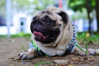 Close-up of a dog