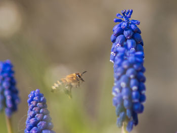 Close-up of bee on purple flower