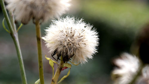 Close-up of dandelion flowers