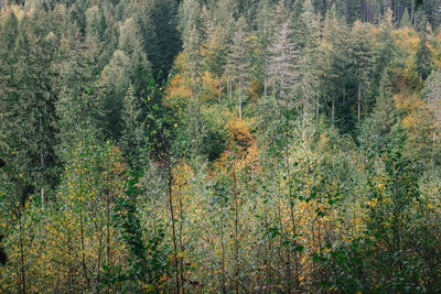 Pine trees in forest