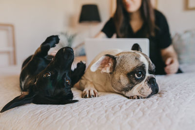 Two funny little dogs lying on soft bed near unrecognizable female with laptop in cozy bedroom at home