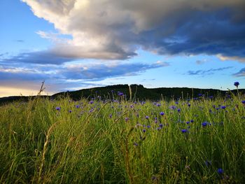 Plants growing on field against sky