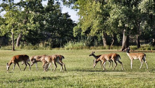 Trees grazing on grassy field