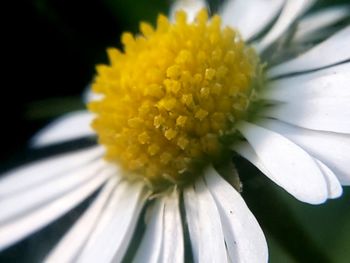 Close-up of white flower blooming outdoors