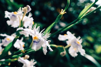 Close-up of white flowers blooming outdoors