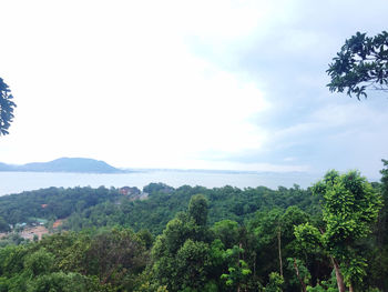 Scenic view of forest against sky