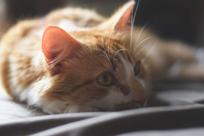 Close-up of cat lying on bed