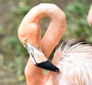 Close-up of a bird