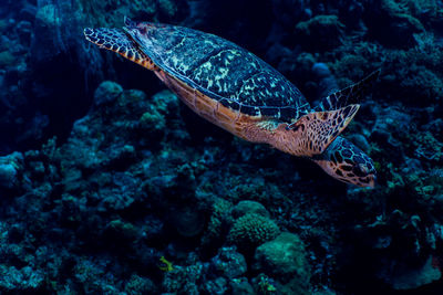 Close-up of fish swimming in sea