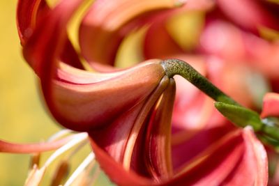 Close-up of red rose flower