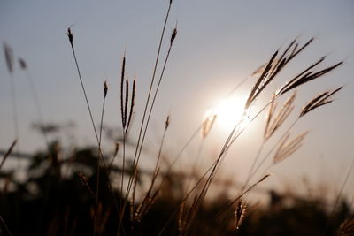 Close-up of stalks in field against sunset sky