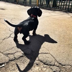 Shadow of dog on footpath