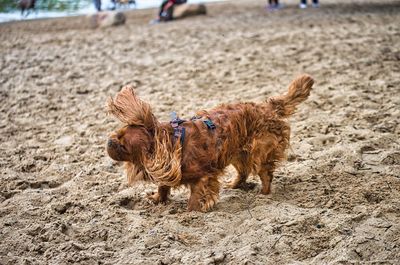 Brown dog on sandy beach