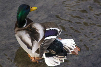 High angle view of duck