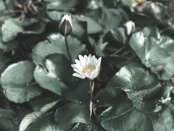 Close-up of flowering plant