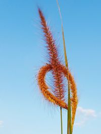 Low angle view of stalks against blue sky