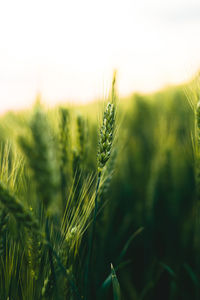 Close-up of wheat growing on field against sky