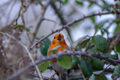 Close-up of robin perching on brambles 