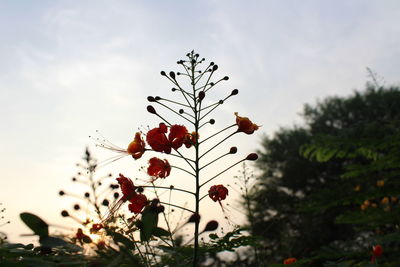 Low angle view of tree against sky