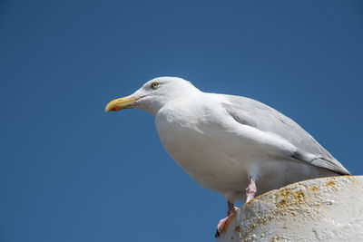 Texel, the netherlands. august 13, 2021.screaming seagull on a mooring post.