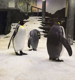 Full length of a bird in snow