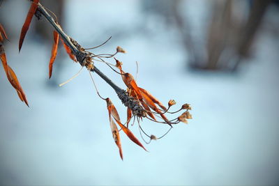 Low angle view of insect on plant against sky