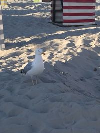 Seagull perching on sand at beach