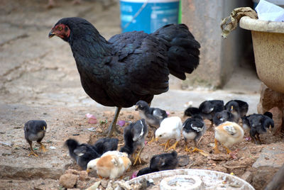 Hen and chicks outdoors