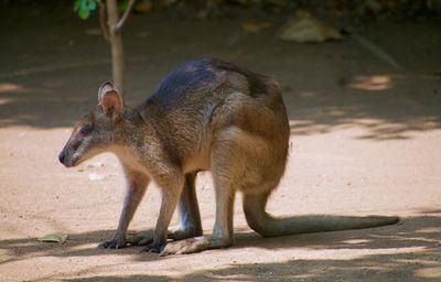 Side view of an animal on field