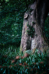 Mushroom growing on field