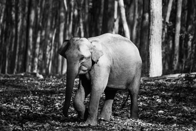 Elephant in a forest