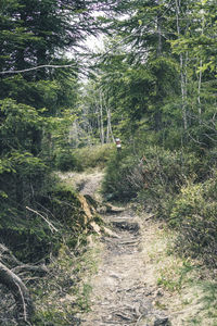 Footpath amidst trees in forest