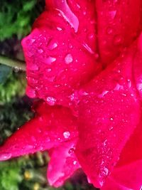 Close-up of water drops on pink rose leaf