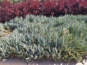Close-up of succulent plants on field