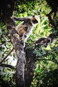 Squirrel on tree trunk