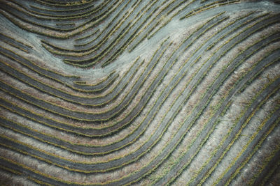 Full frame shot of moss growing on land