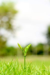 Close-up of plant growing on land