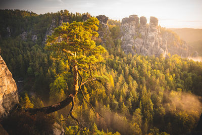 High angle view of trees on landscape against sky