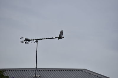 Low angle view of bird perching on pole against sky