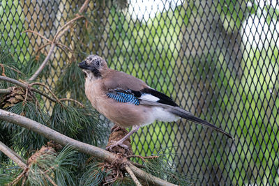 Close-up of bird perching on fence